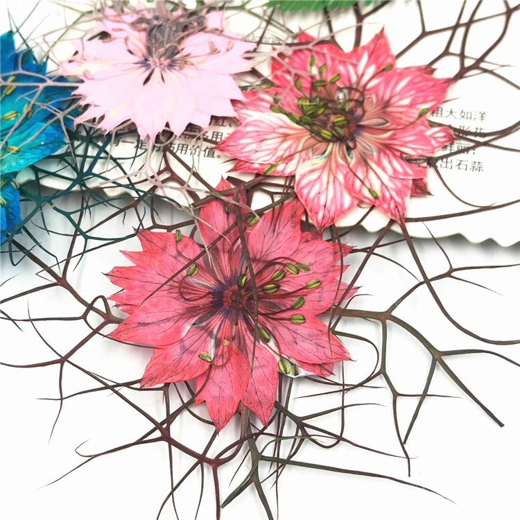 Resin Art For Photo Frame - 40Pcs Black Seed Plant Specimens, Dried