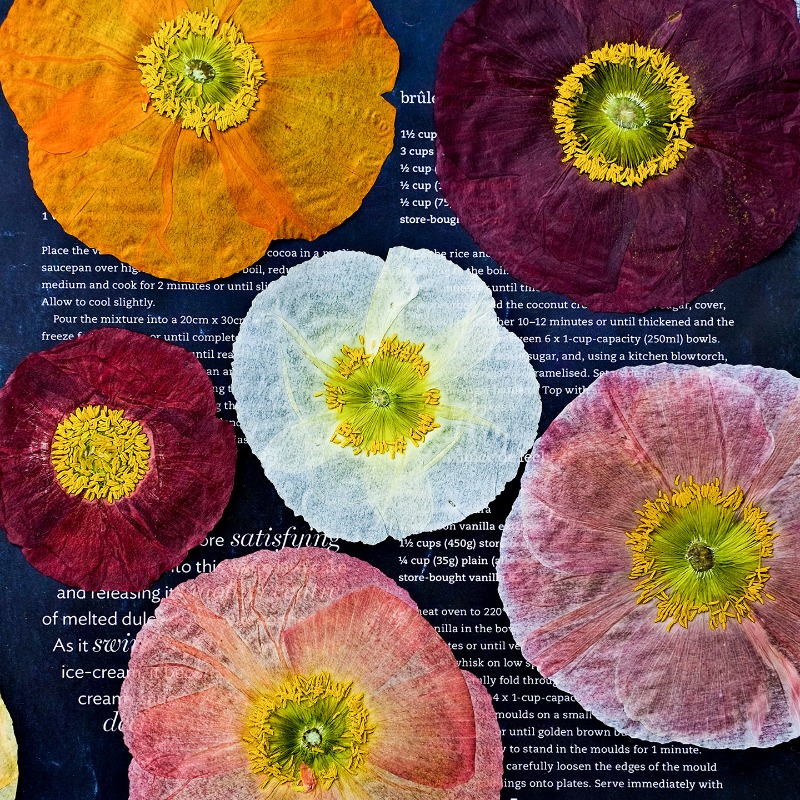 1pcs,Nature Field Poppy Presse - Resin Art For Photo Frame avaliação e preço