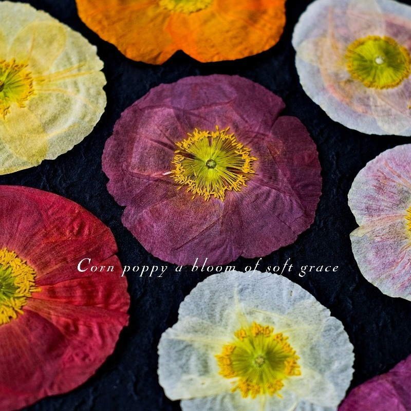 1pcs,Nature Field Poppy Presse - Resin Art For Photo Frame avaliação e preço