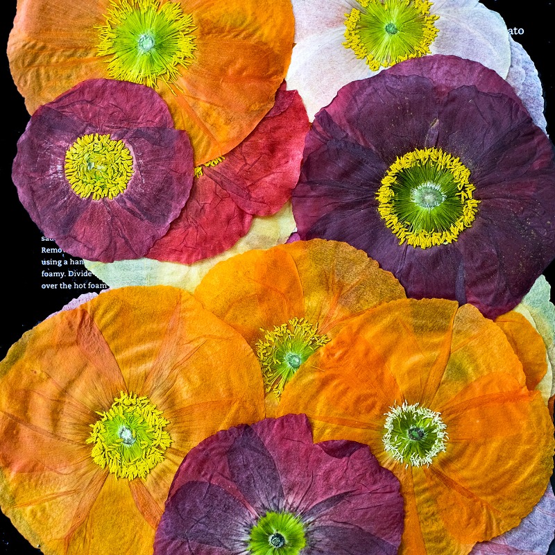 1pcs,Nature Field Poppy Presse - Resin Art For Photo Frame avaliação e preço