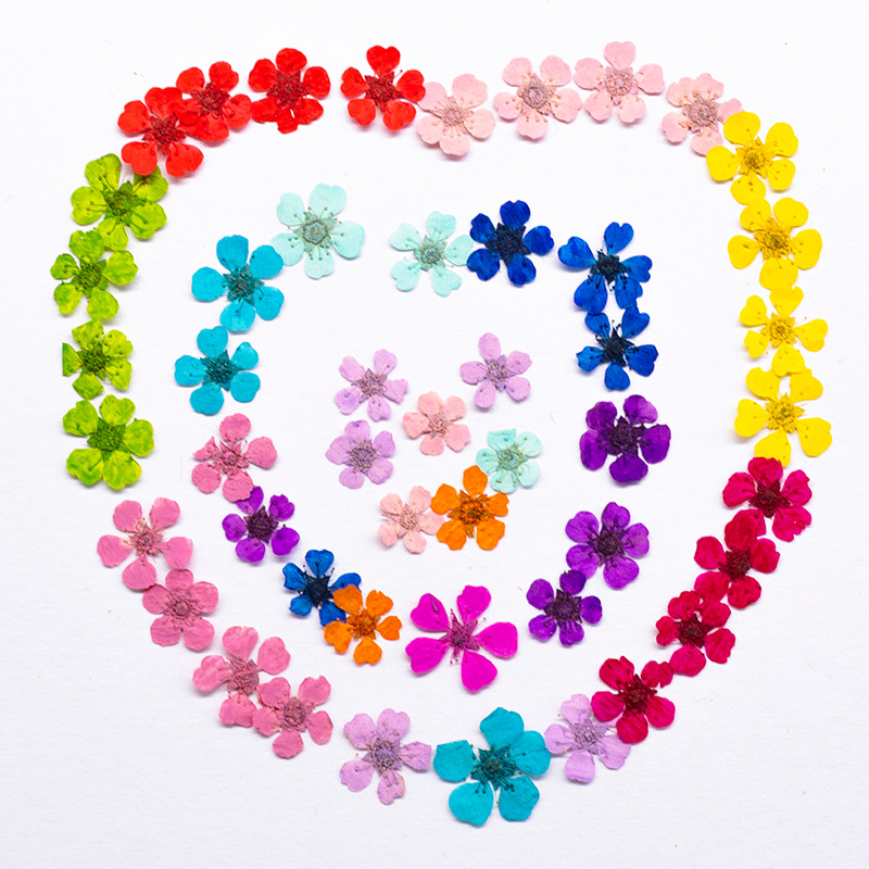 96Pcs Mini 1.5cm Natural Press - Resin Art For Photo Frame avaliação e preço