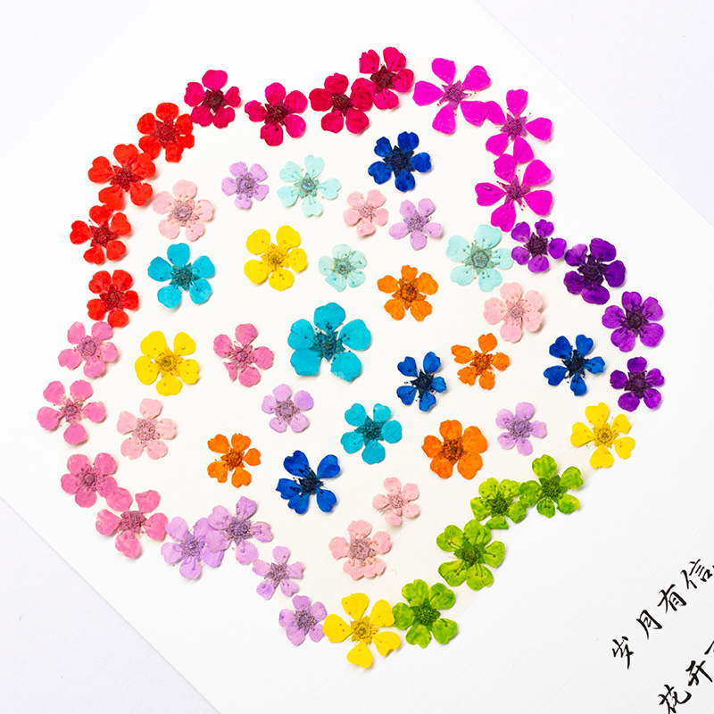 96Pcs Mini 1.5cm Natural Press - Resin Art For Photo Frame avaliação e preço