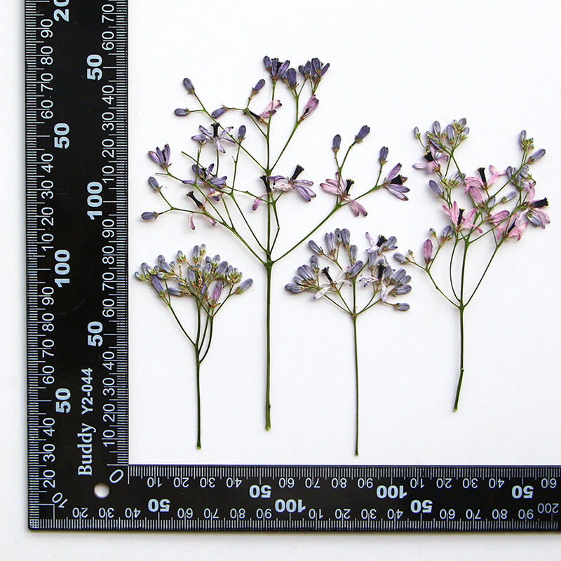 60Pcs Neem Tree Flower Branche - Resin Art For Photo Frame avaliação e preço