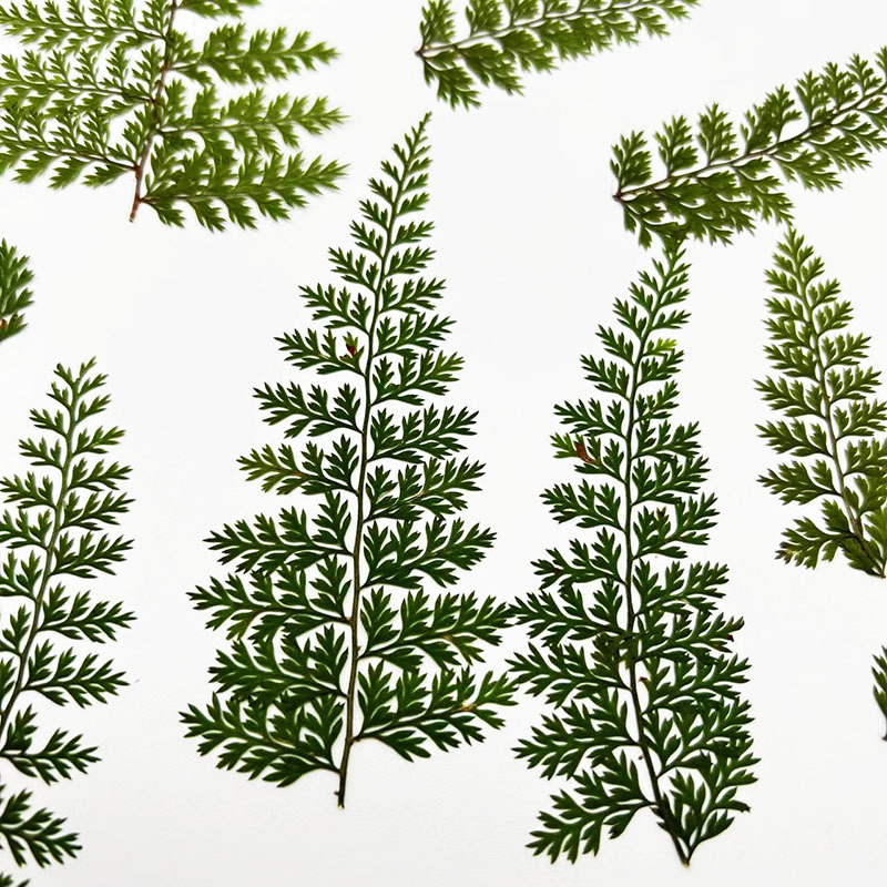 100Pcs Natural Rain Fern Leaf  - Resin Art For Photo Frame avaliação e preço