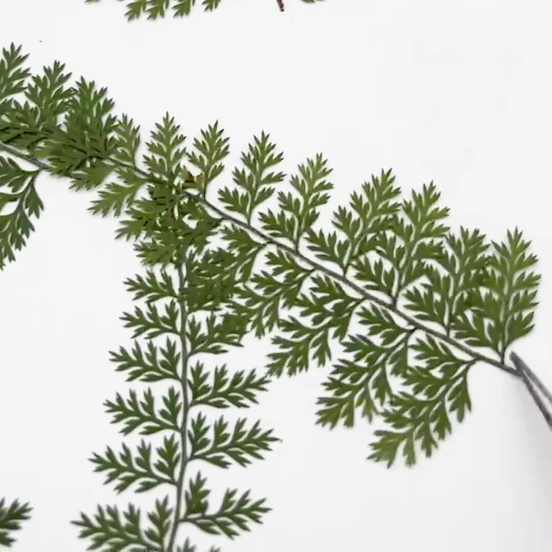 100Pcs Natural Rain Fern Leaf  - Resin Art For Photo Frame avaliação e preço