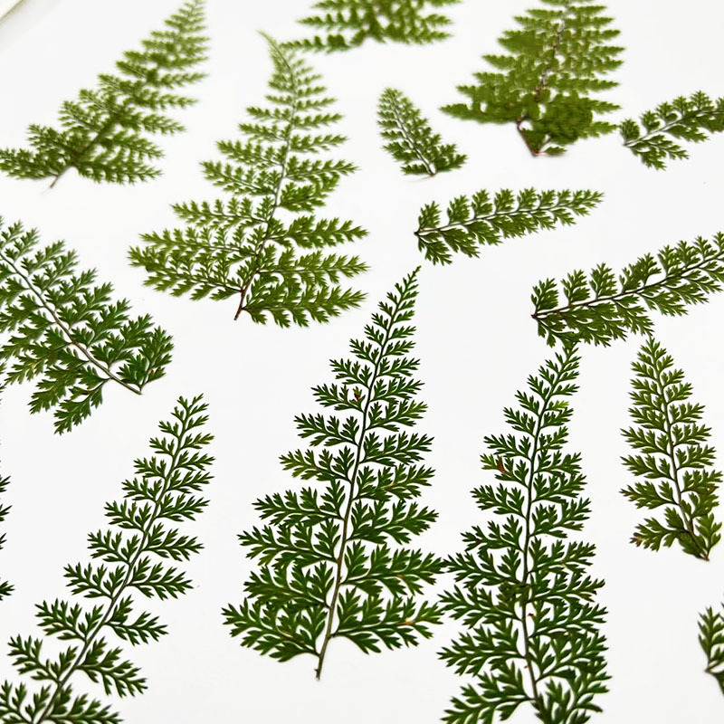 100Pcs Natural Rain Fern Leaf  - Resin Art For Photo Frame avaliação e preço