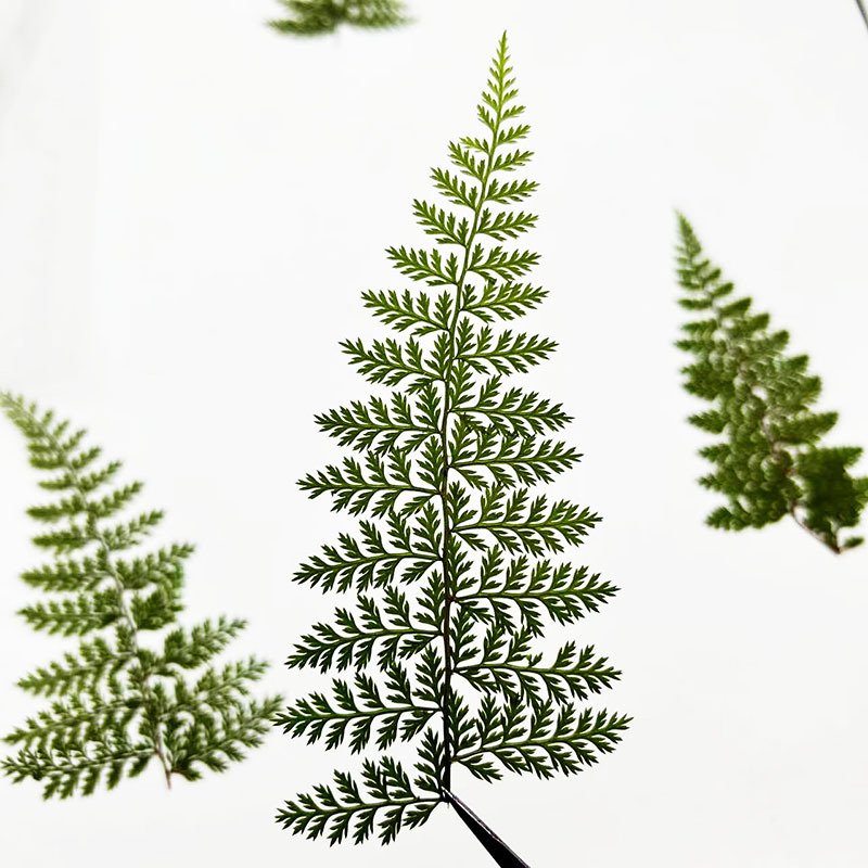 100Pcs Natural Rain Fern Leaf  - Resin Art For Photo Frame avaliação e preço