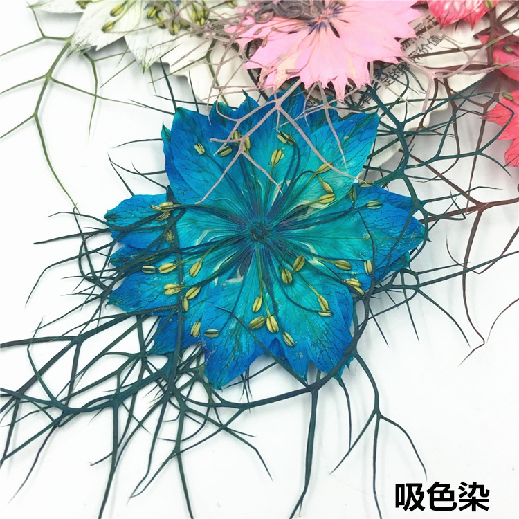 40Pcs Black Seed Plant Specime - Resin Art For Photo Frame avaliação e preço
