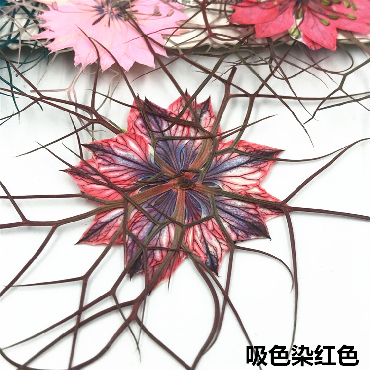 40Pcs Black Seed Plant Specime - Resin Art For Photo Frame avaliação e preço